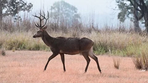Barasingha walking elegantly on the red grasslands of Kanha national park Stock Footage 299895687