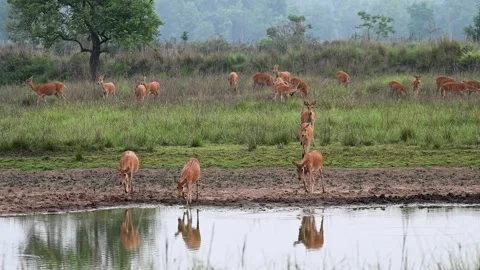 Barasinghas moving towards a big pond to have water in Kanha national park Stock Footage 277976435