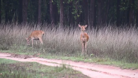 Barasinghas waiting around on the edge of the grasslands in Kanha national park Stock Footage 313197205