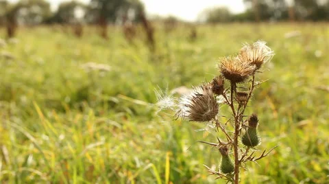 Barb is growing in the field Stock Footage 28979756
