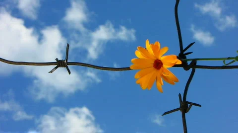 Barb wire 2 Stock Footage 776584