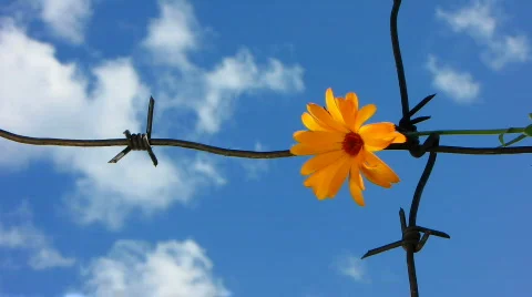 Barb wire 3 Video stock 776591