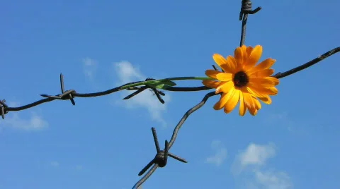 Barb wire 4 Stock Footage 776592