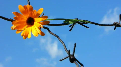 Barb wire 5 Stock Footage 776623