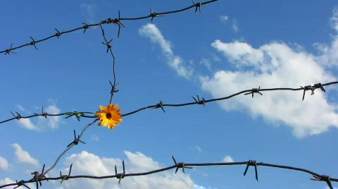 Barb wire 6 Stock Footage 776621