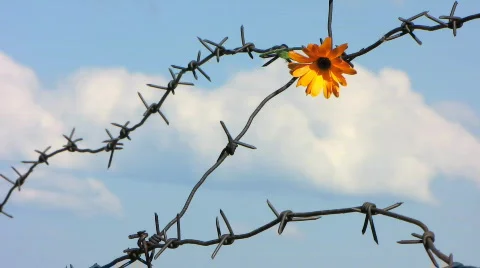 Barb wire 8 Stock Footage 776639