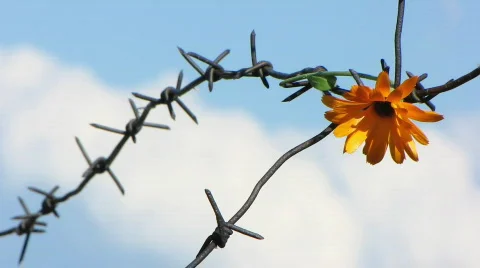 Barb wire 9 Stock Footage 776654