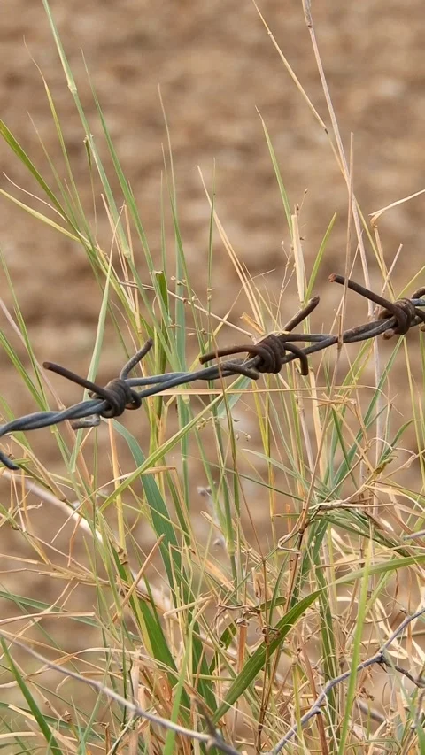 Barb Wire Fence And Grass - 4k Vertical Footage Stock Footage 339622045