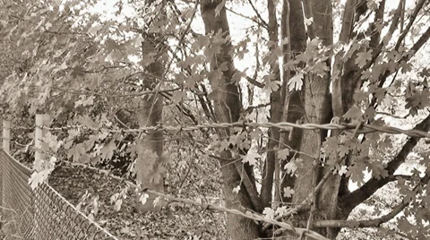 Barb Wire Fence Walk By Stock Footage 34184752