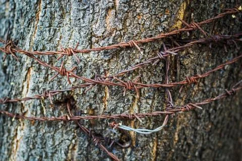Barb wire Stock Photos