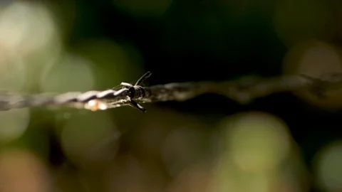 Barb wire with spider webbings Stock Footage 92840258