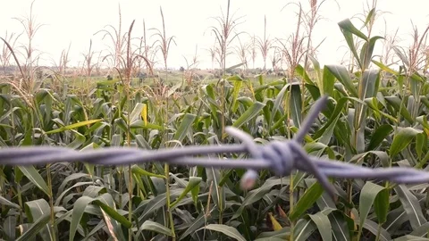 Barb wires on a corn field Stock Footage 102639891