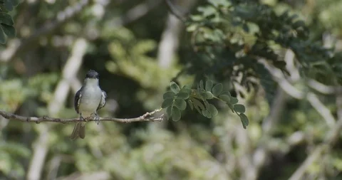 Barbadian Rain bird Stock Footage 116202699