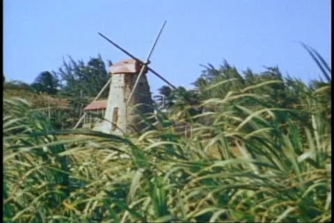 BARBADOS, 1982, sugar cane fields, old windmill, no people Stock-Footage 11152065