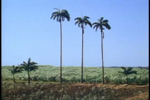 BARBADOS, 1982, wide shot sugarcane fields, three palms, no people Stock Footage 11152004