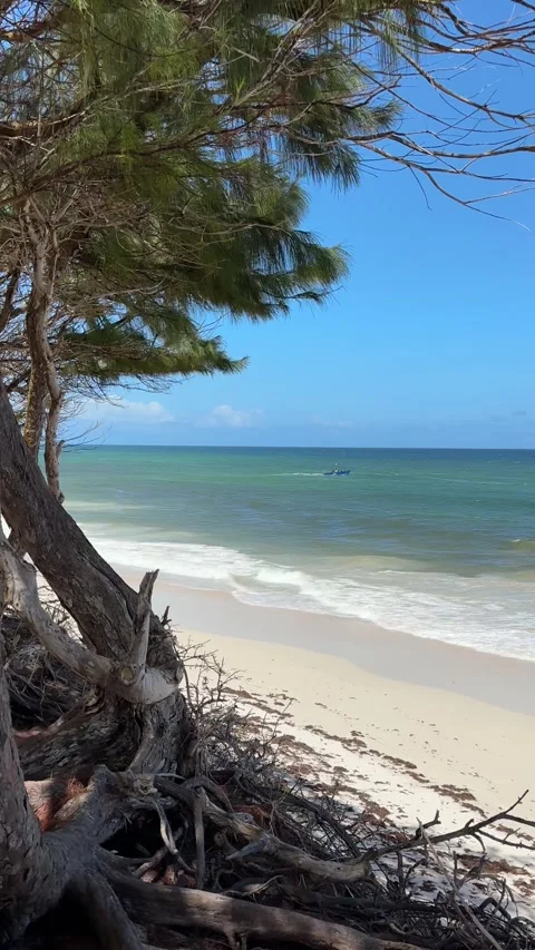Barbados beach casuarina tree framing fishing boat on turquoise sea Stock-Footage 337053162