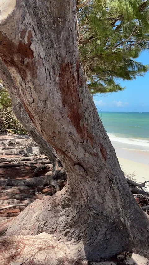 Barbados Beach Pan Through Coastal Trees and Turquoise Ocean Stock-Footage 337053105