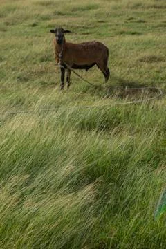 Barbados Black Belly sheep on sparse pasture Stock Photos