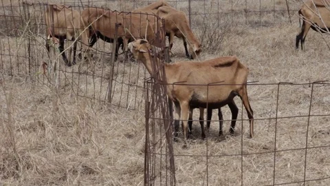 Barbados Black Belly Sheeps inside a Wire Fence Close Up Medium Shot Stock Footage 90820832