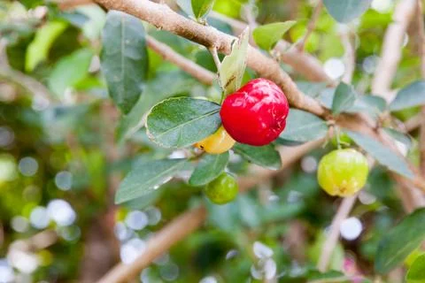 Barbados cherry Stock Photos