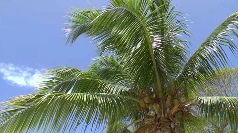 Barbados Coconut Tree Time Lapse Stock Footage 110751495