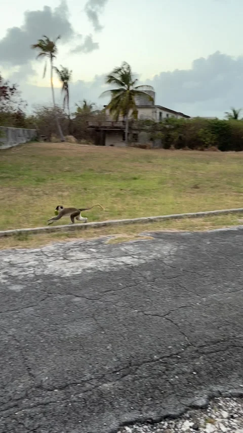 Barbados green monkey running along quiet residential road, vertical video Stock Footage 332865496