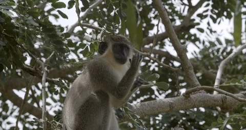 Barbados Green monkey in a tree Stock Footage 118232359