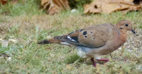 Barbados Ground Dove Stock Footage 118229346