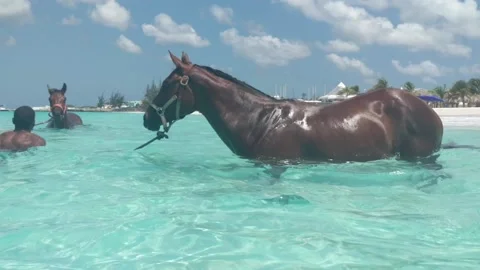 Barbados horse bath 2 Vidéo 135397777