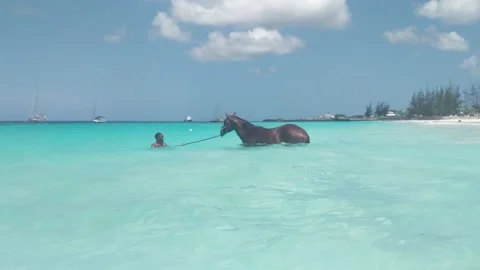 Barbados horse bath Stock Footage 135397782
