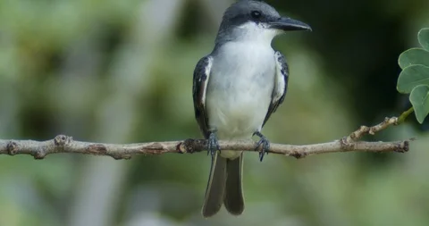 Barbados Rain Bird Stock Footage 118233187