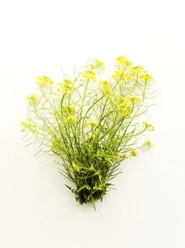 Barbarea on white Stock Photos
