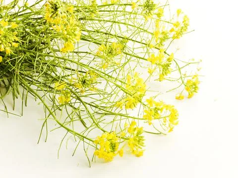 Barbarea on white Stock Photos