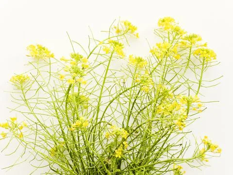 Barbarea on white Stock Photos