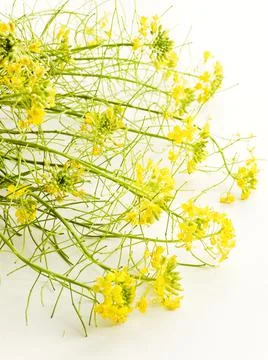 Barbarea on white Stock Photos