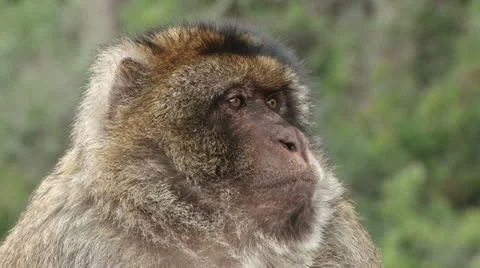 Barbary Ape in Gibraltar Stock Footage 11343413