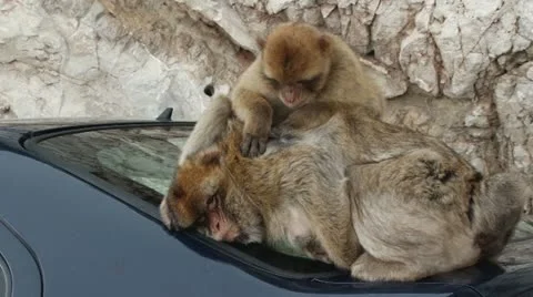 Barbary Ape in Gibraltar Stock Footage 11343452