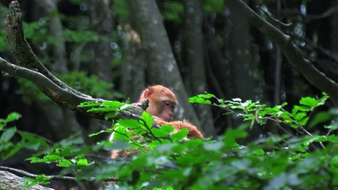 Barbary ape goes through another monkey's Stock Footage 109637825