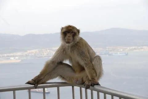 Barbary Ape Stock Photos
