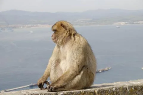 Barbary Ape Stock Photos