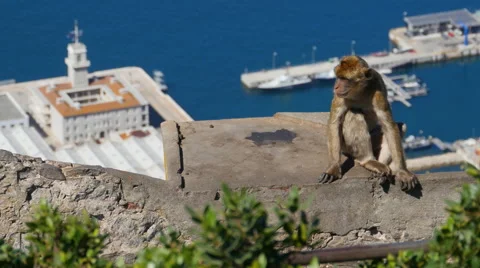 Barbary ape on the Rock of Gibraltar. City in background Stock Footage