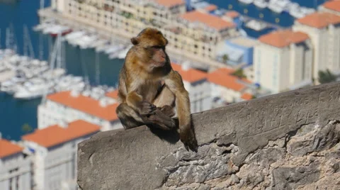 Barbary ape on the Rock of Gibraltar. City in background Stock Footage