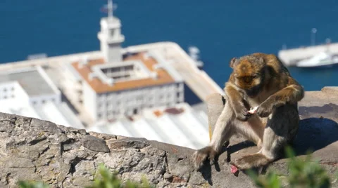 Barbary ape on the Rock of Gibraltar. City in background Stock Footage