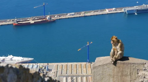 Barbary ape on the Rock of Gibraltar. City in background Stock Footage