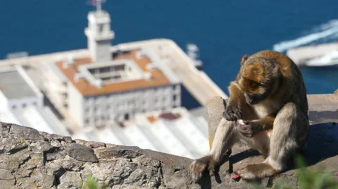 Barbary ape on the Rock of Gibraltar. City in background Stock Footage