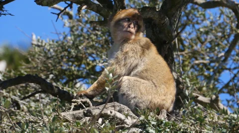 Barbary ape on the Rock of Gibraltar. In a tree Stock Footage