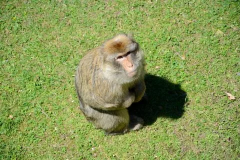 Barbary Ape sitting on grass Stock Photos