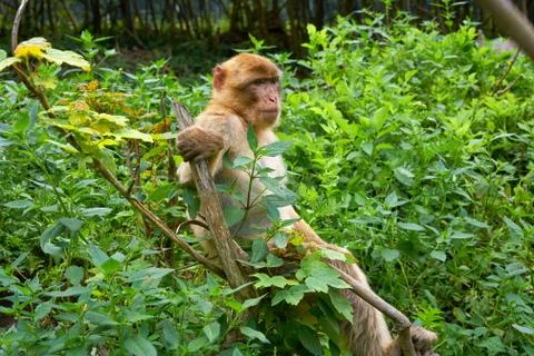 Barbary apes macaca sylvanus macaque monkey Stock Photos