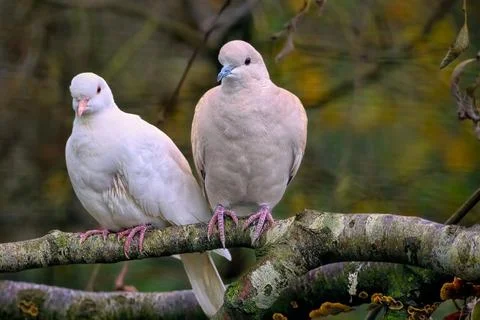 Barbary-doves Stock Photos