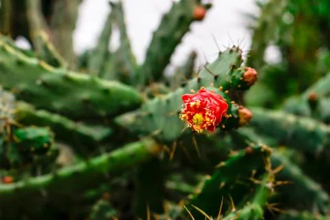 Barbary fig Stock Photos